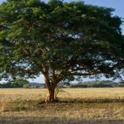 Alternative view of Copaiba von dōTERRA
