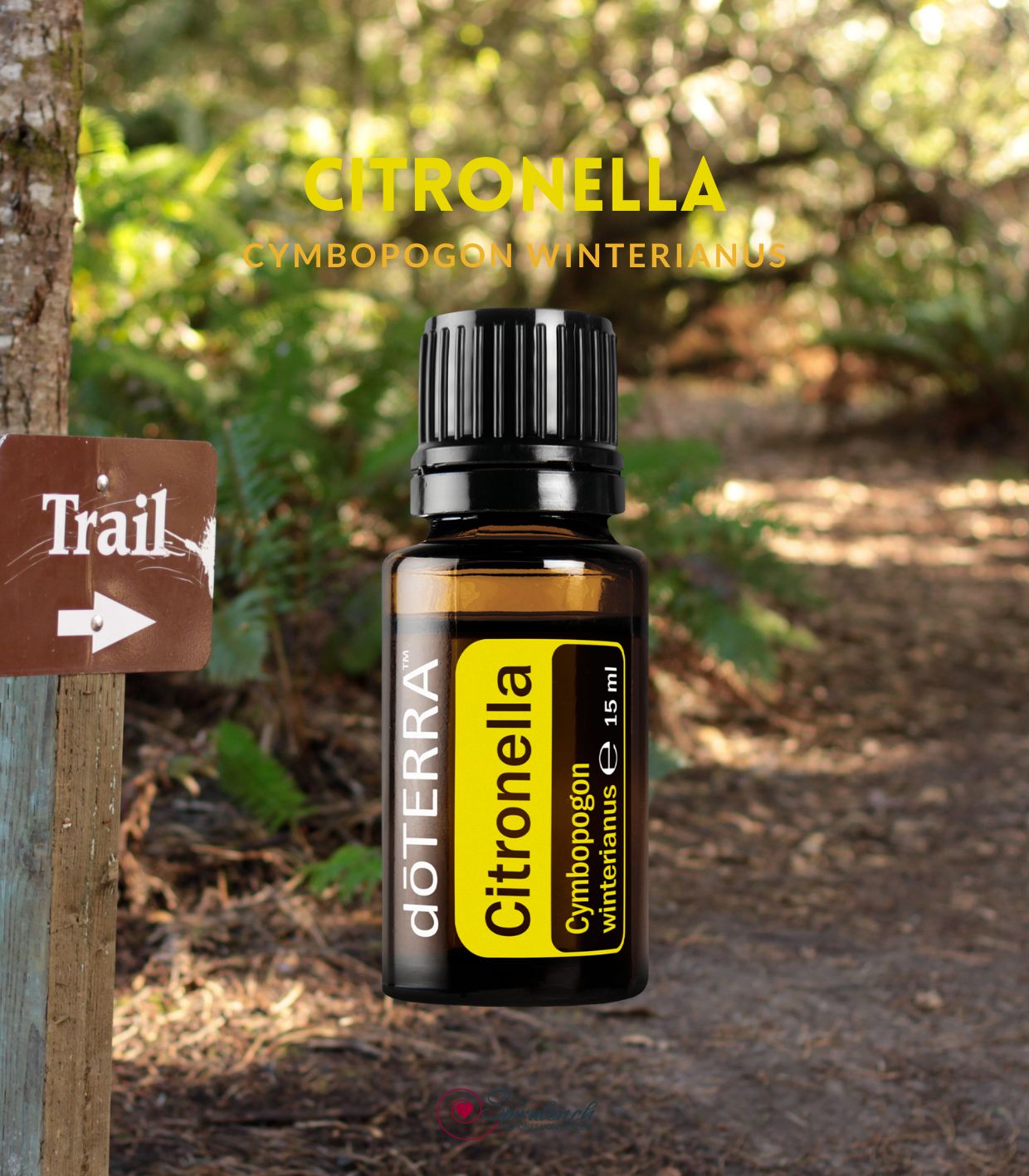 Citronella von dōTERRA – Bild 4